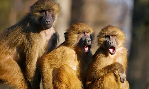 Monkeys snatch baby and throw in water tank
