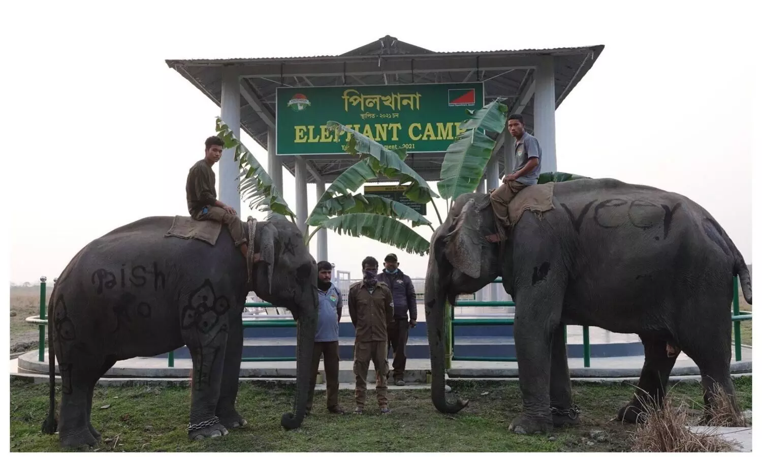Visitors can now feed elephants at Kaziranga National Park