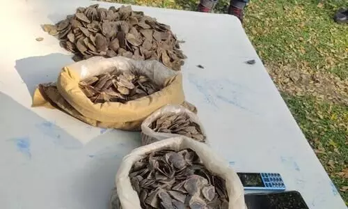 Pangolin scales recovered in Doomdooma, three arrested