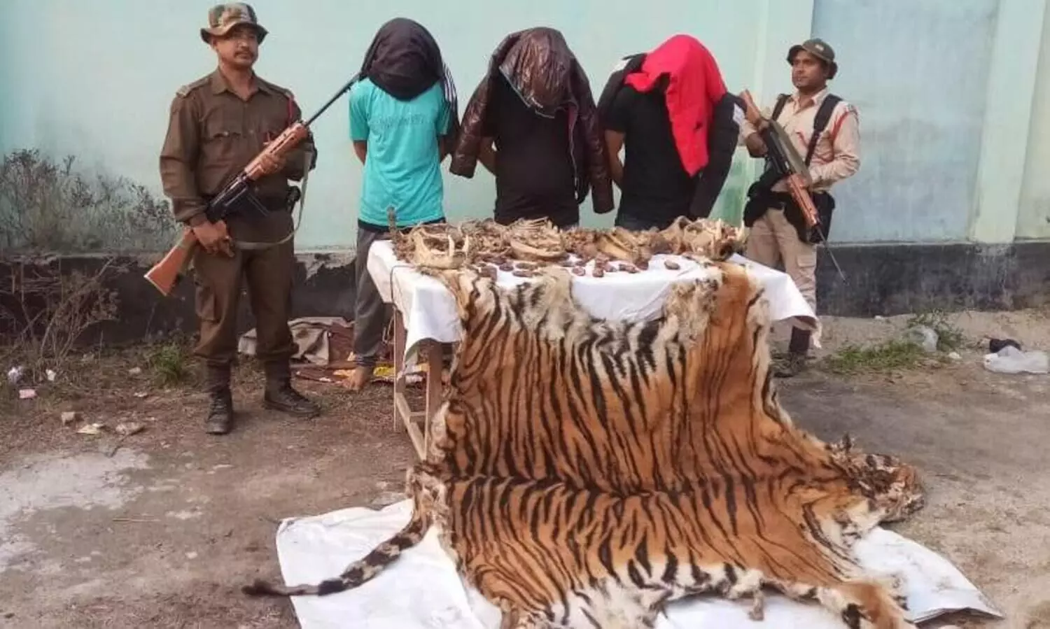 Body parts of Royal Bengal Tiger seized near Banderdewa, 3 nabbed