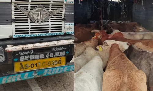Two held for cow smuggling, 28 cows rescued in Raha