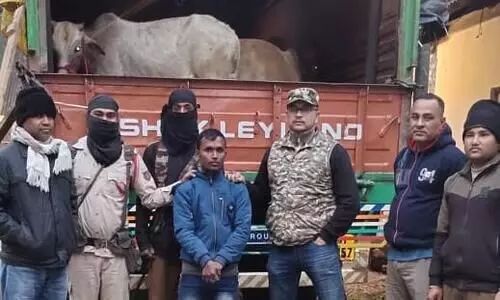 25 cattle rescued, 1 held in Raha