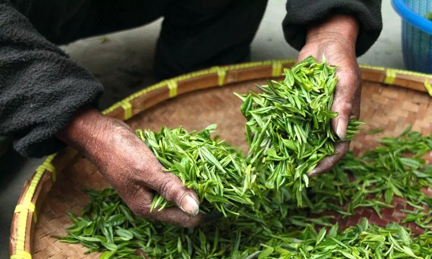 Celebrations to mark 200 years of Assam tea underway