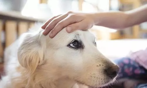 This company has unveiled health insurance for pet dogs