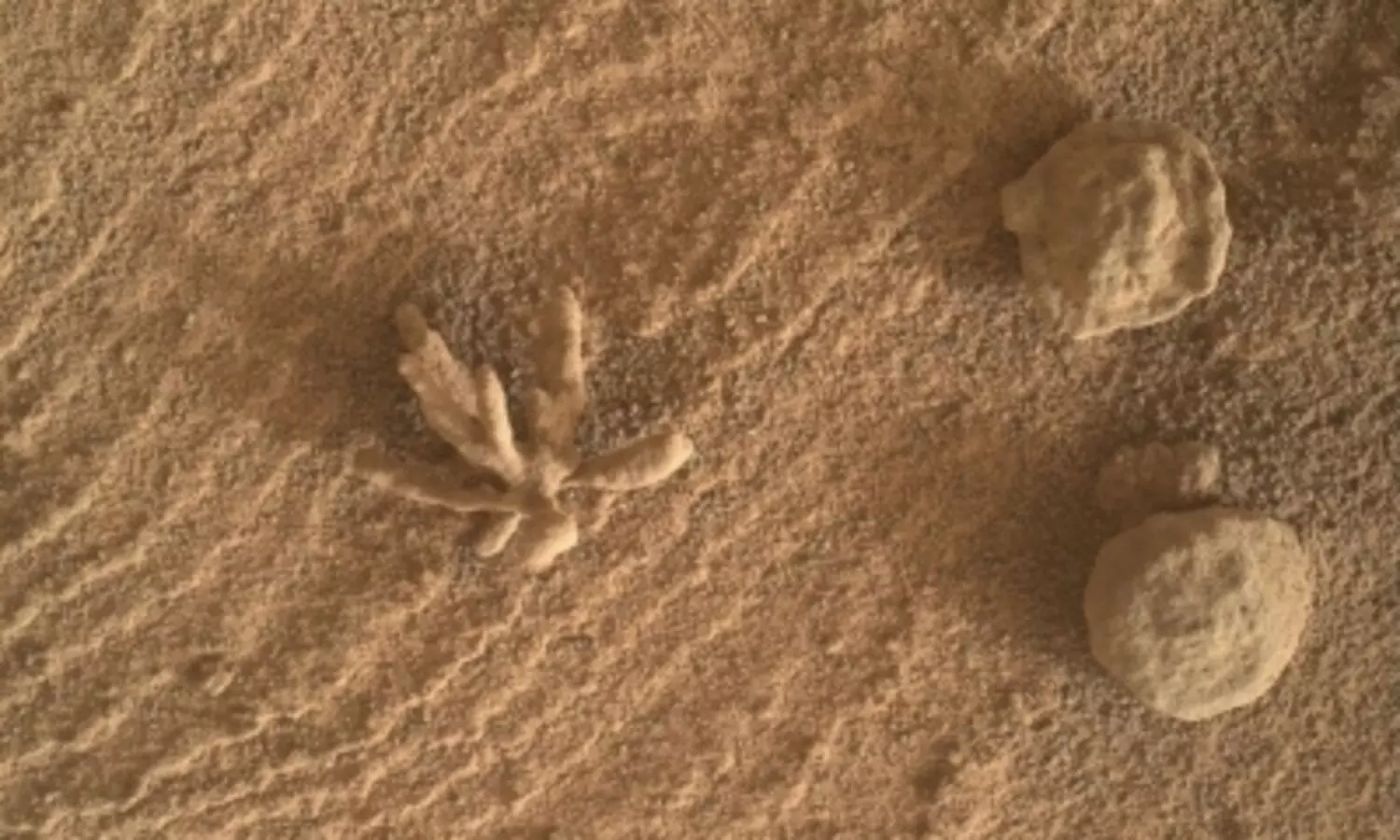 Curiosity rover images tiny mineral flower on Mars