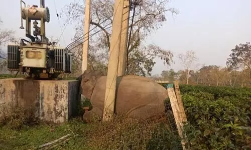 Male elephant electrocuted at Burhapahar tea estate