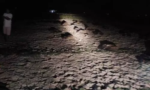 Around 100 vultures found dead due to food poisoning at Milanpur in Assam