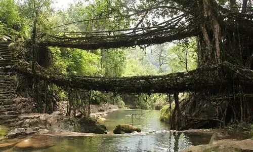 Meghalayas root bridges in UNESCOs tentative list of World Heritage Sites
