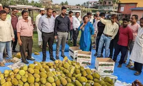 Middle East to get the taste of Dhubris tender jackfruit, green chilli