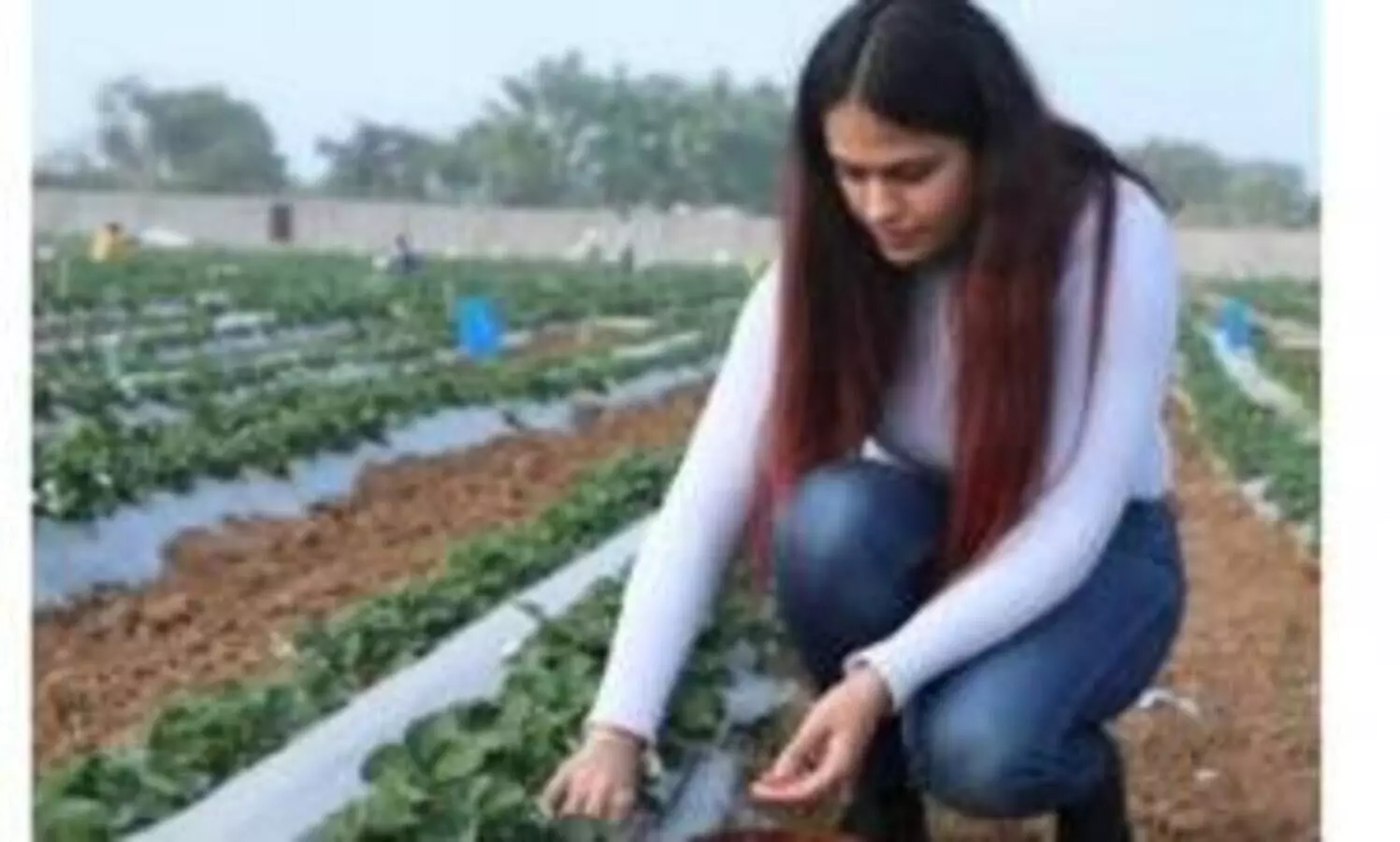 White-collar farmers: Young professionals turn to farming, taste success