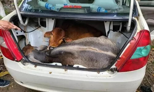 Cattle Smuggler killed in police encounter in Dhubri