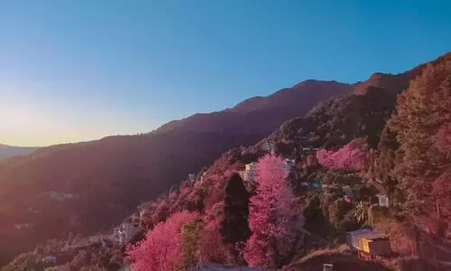 New species of Cherry Blossom found in Manipur hills