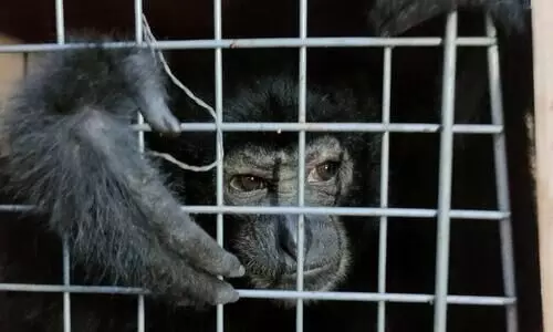 Five Hoolock Gibbons recovered by Karbi Anglong police