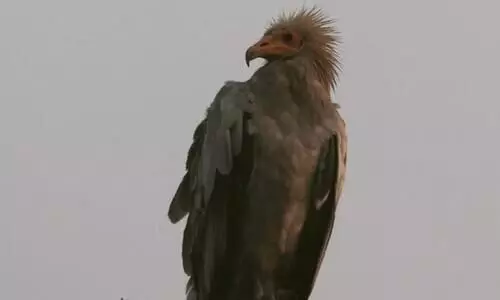 States should enforce diclofenac legislation like TN to save vultures