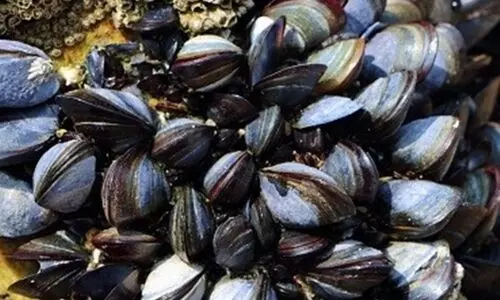 Microplastics in blue mussels signal plastics in human food supplies