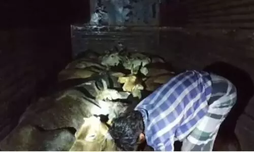 18 cattle rescued in Raha, two held