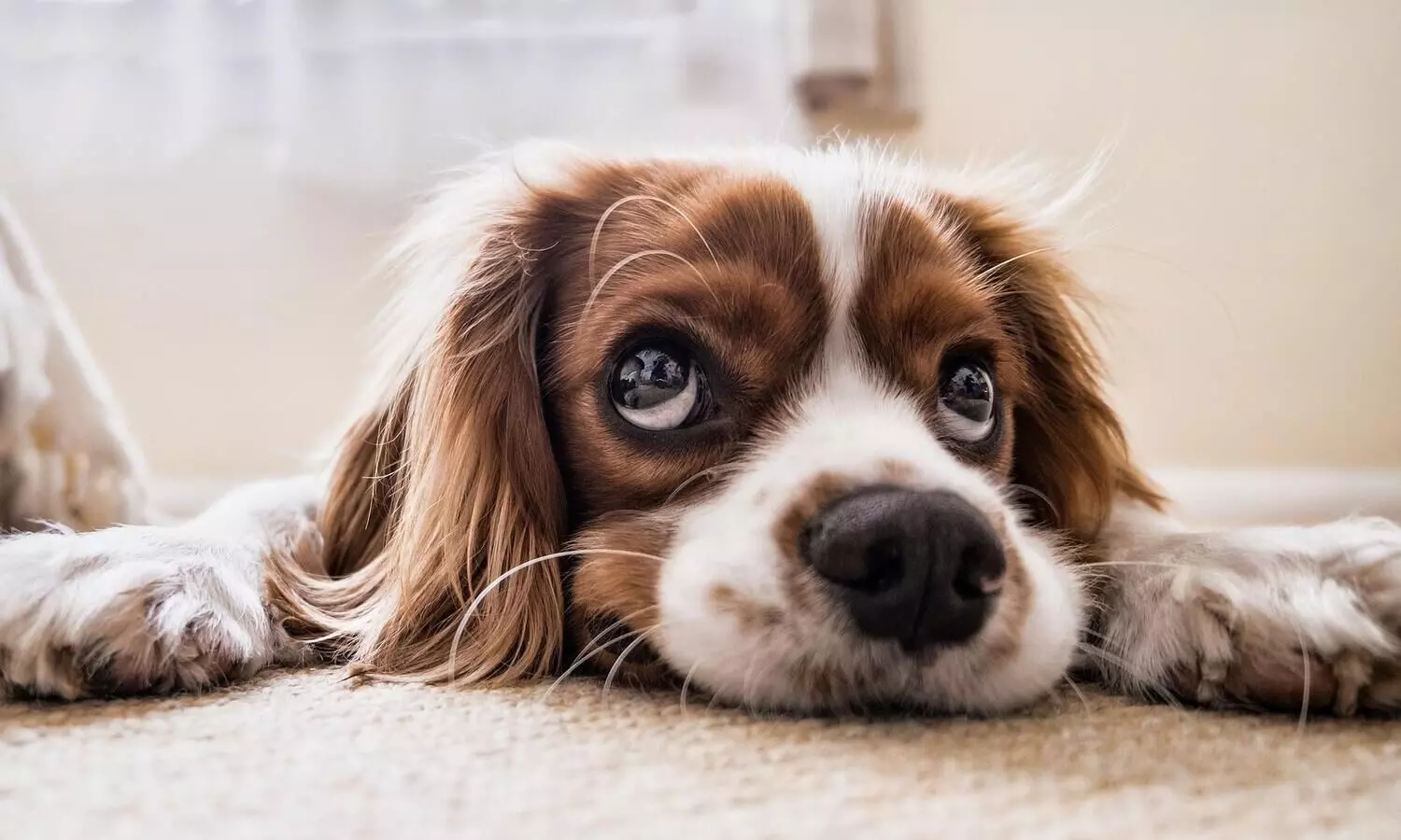What every dog owner needs to know about canine parvovirus