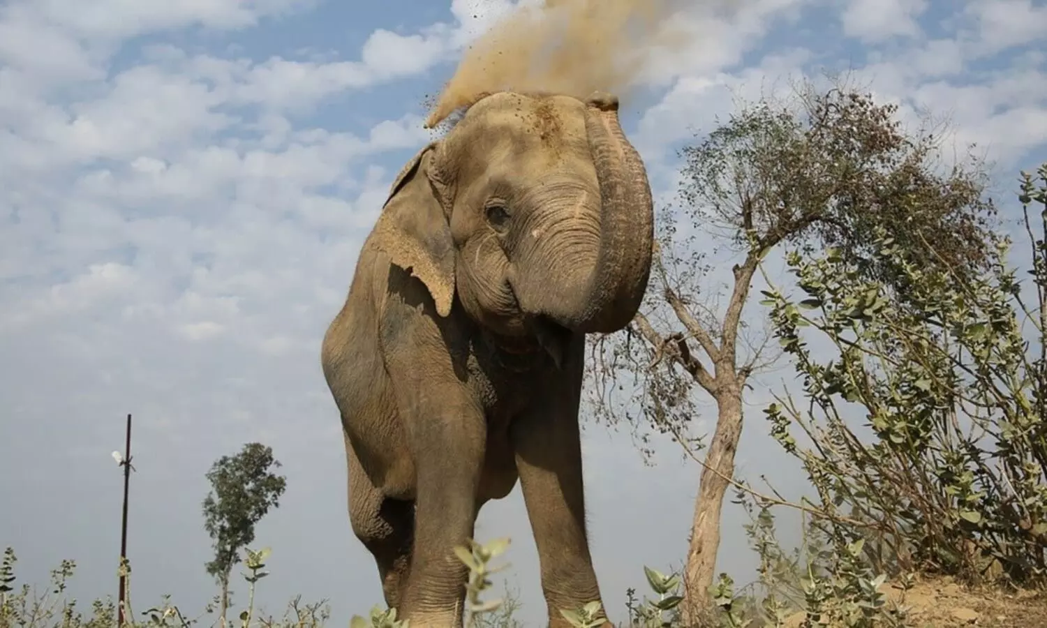 Wild elephant kills three near Assam-Meghalaya border