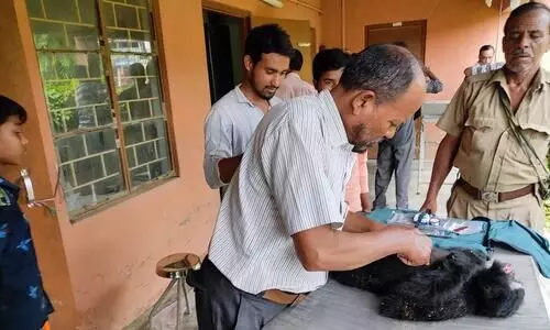 Two Hoolock Gibbons electrocuted to death near Indo-Bangla border in Karimganj