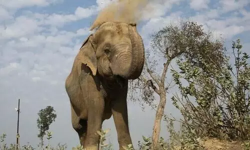 Over 2,300 humans, 490 elephants killed in human-elephant conflicts from 2015-2018