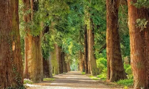 Forests can help recover from impact of Covid-19, conflicts: FAO