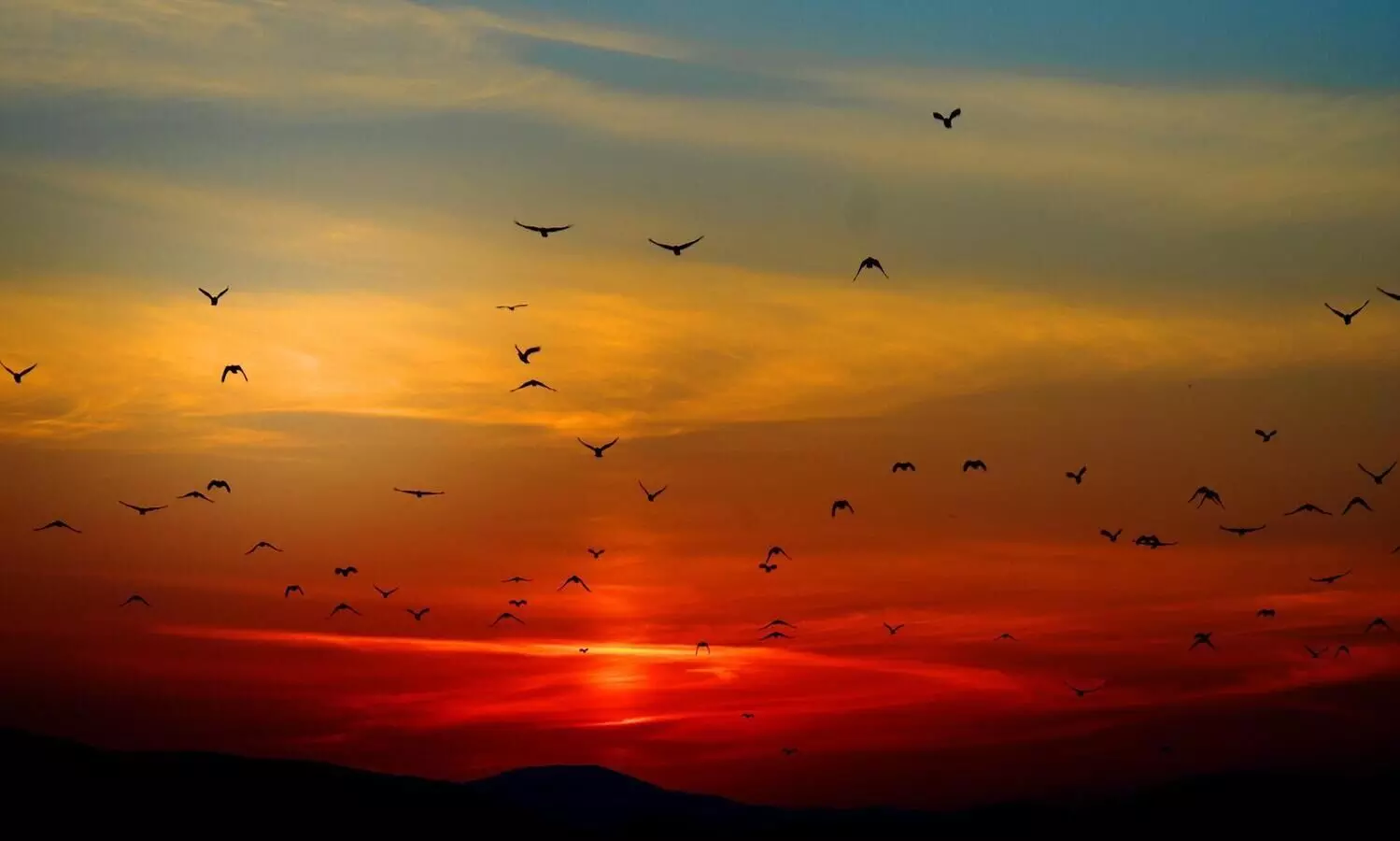 Himalayan Bird Count to document avian species of mountain range