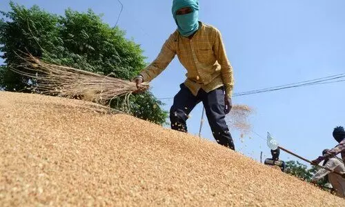 Centre bans wheat export