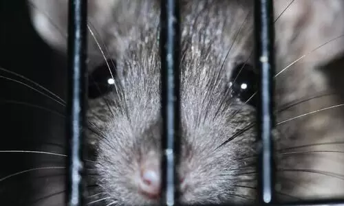 Womans eyelid gnawed by rats in Raj hospital ICU, BJP seeks action