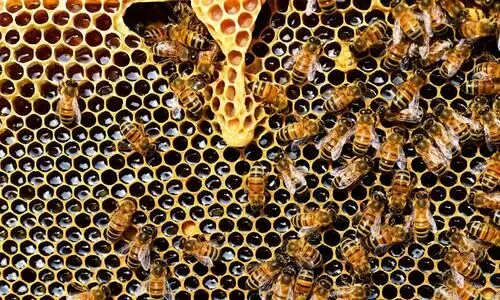 Dwindling bee population threat to ecosystem