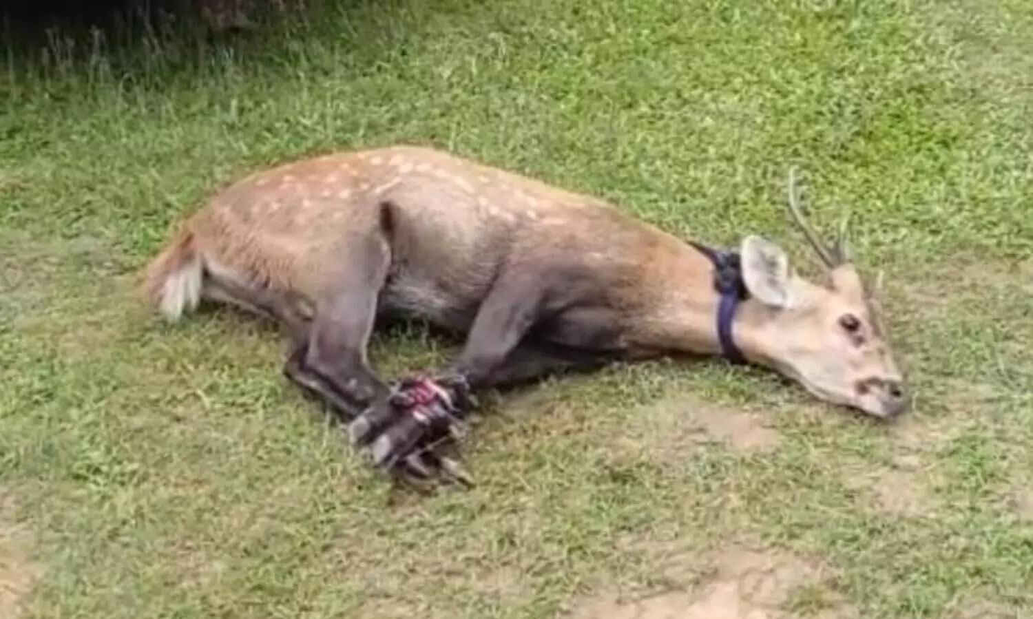 Spotted wandering deer rescued in Raha