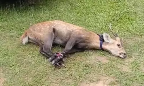 Spotted wandering deer rescued in Raha