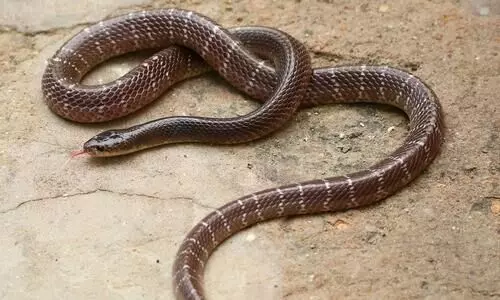 Snake bites woman, husband takes reptile also to hospital