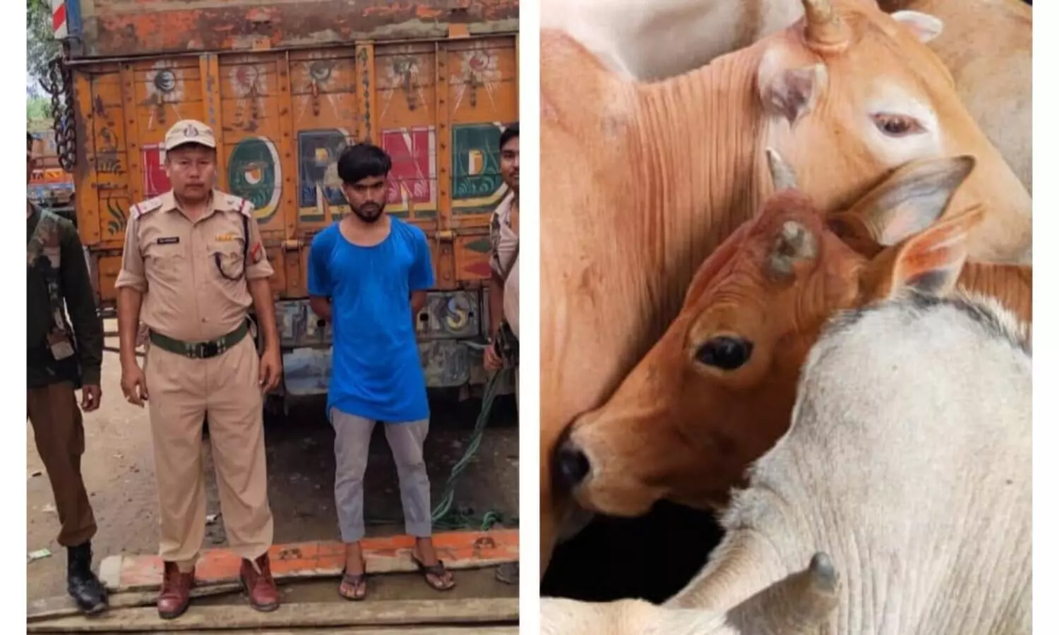 24 cattle rescued in Raha, one arrested