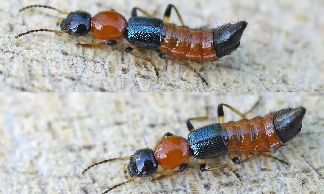 Nairobi flies: Insect native to East Africa infects people in Sikkim and surrounding areas Nairobi flies: Insect native to East Africa infects people in Sikkim and surrounding areas