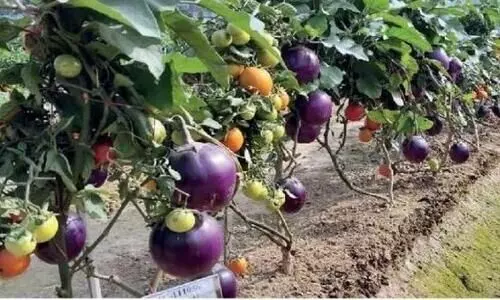 Its a pomato! Scientists grow potato and tomato in one plant