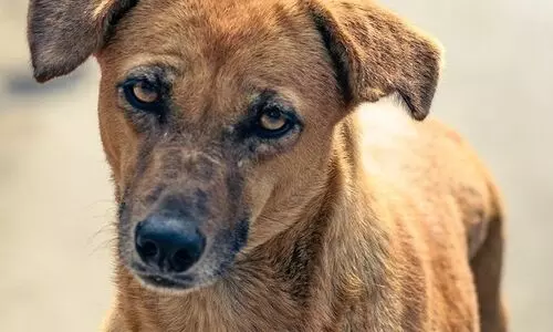 PETA calls for ban on dogs being bred for fighting