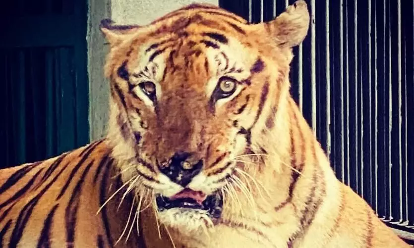 Immortalised by French writer, Tiger George a hit in European social media Immortalised by French writer, Tiger George a hit in European social media