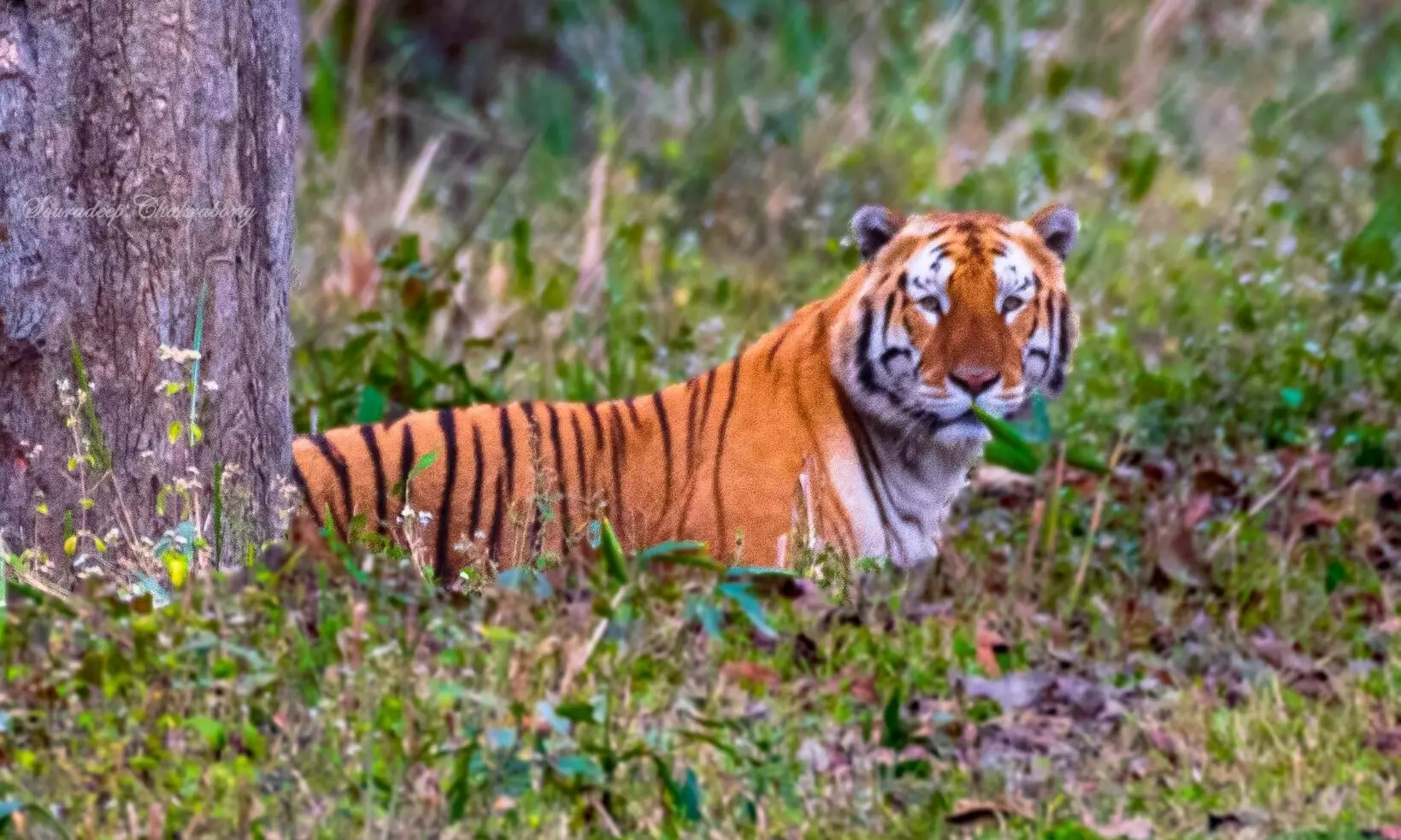 Tigers in crisis: Why Assam's big cats are losing their homes?