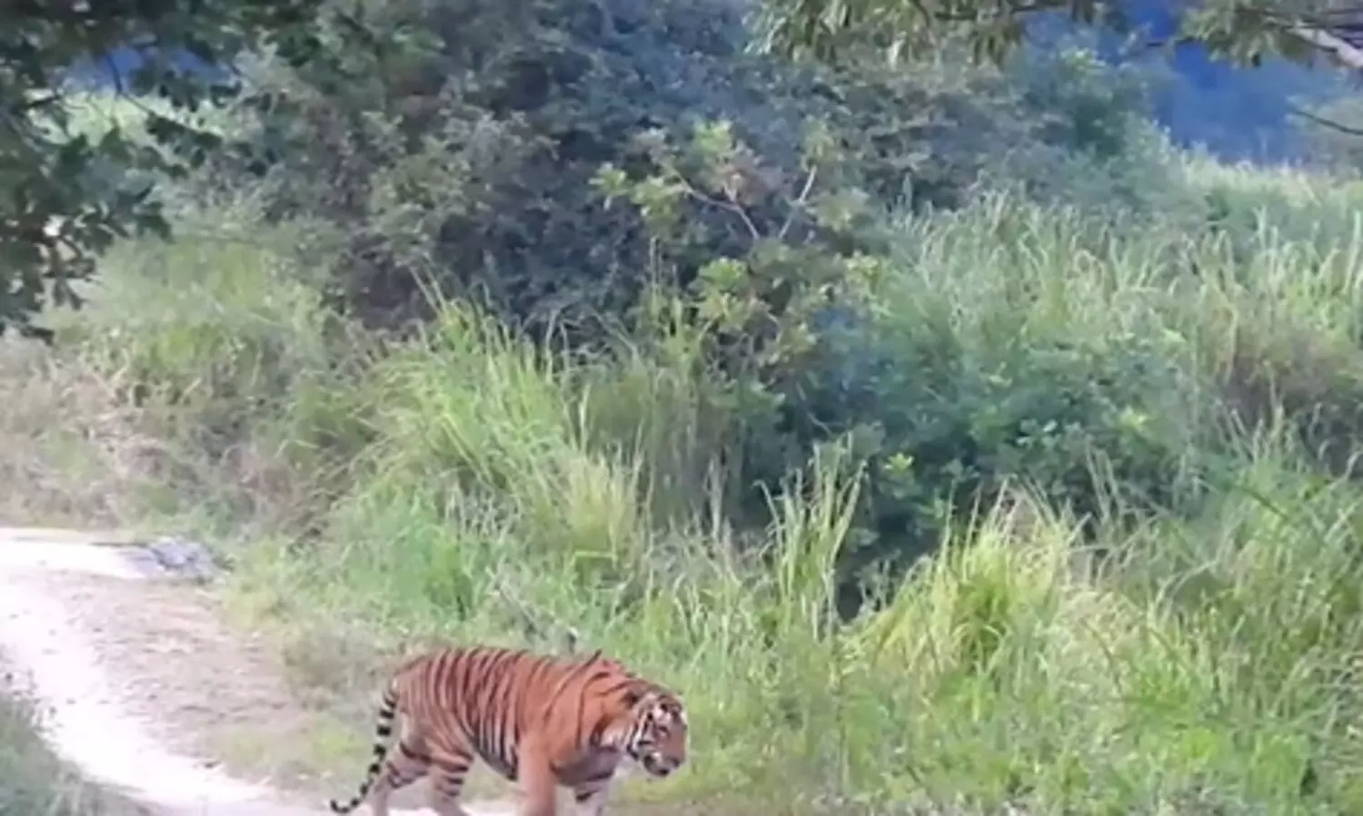 Tiger census 2022 worlds most extensive wildlife survey: Report