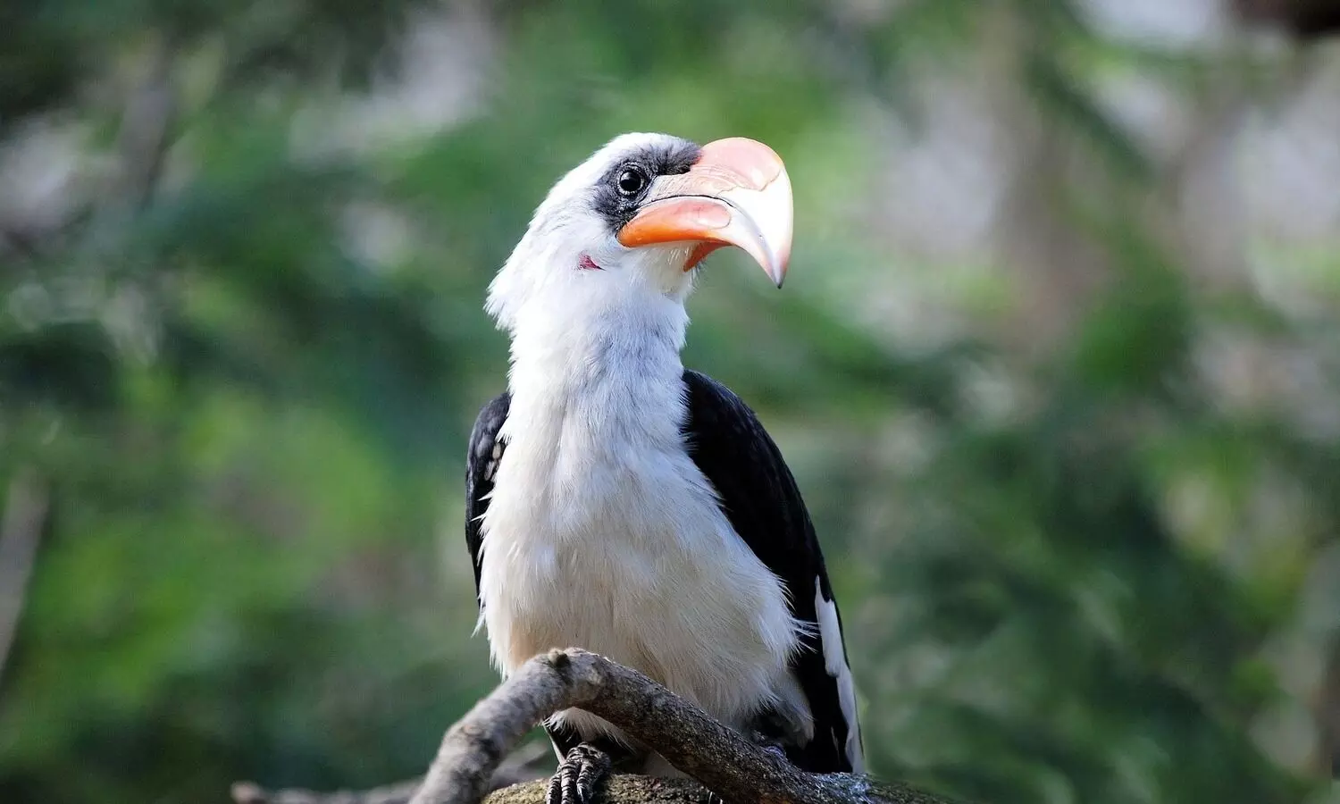 Police detain man for smuggling seven hornbills in Meghalaya.