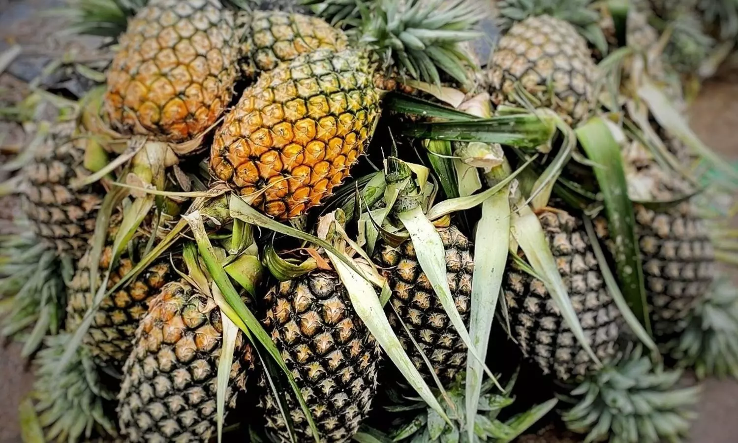 Tripura exported over 9K tonnes of pineapples in 2 years