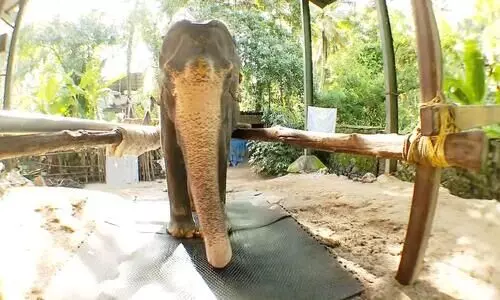 88-yr-old Tara hogs limelight on World Elephant Day