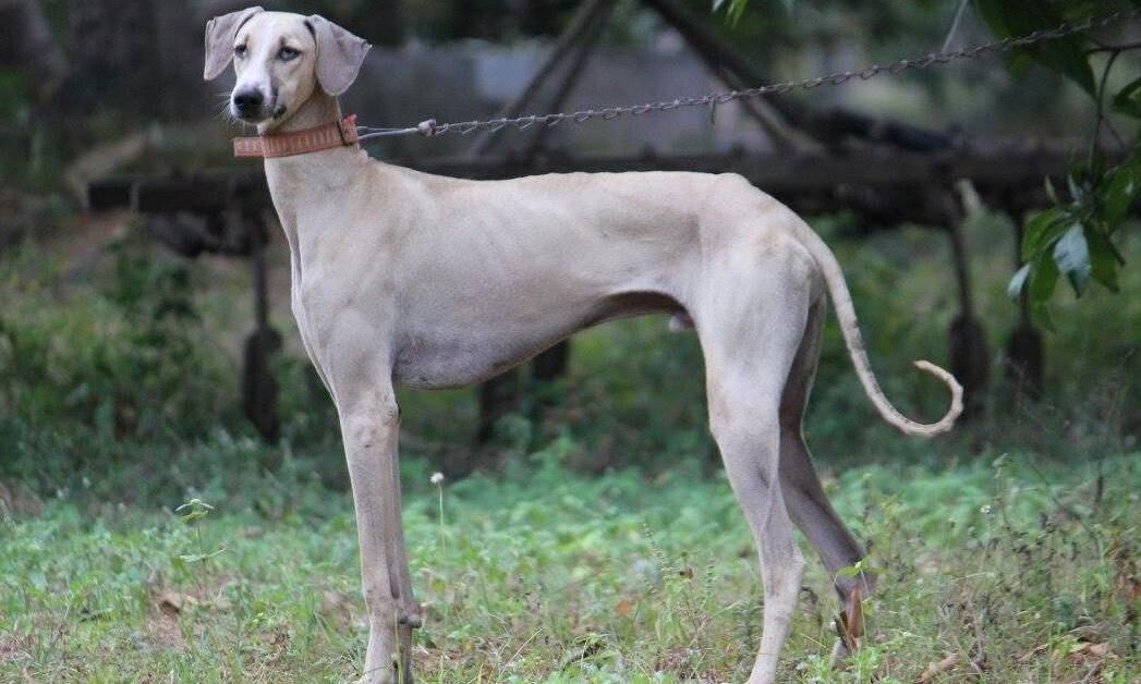 Karnataka's Mudhol Hound dogs may be roped into service by SPG