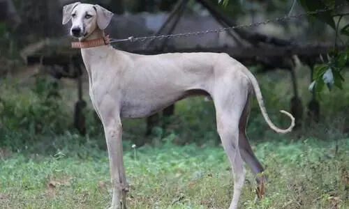 Karnatakas Mudhol Hound dogs may be roped into service by SPG