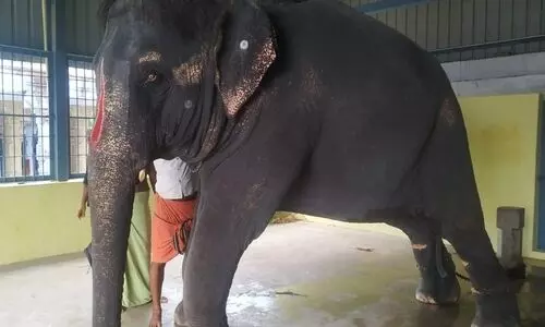 New video shows continued torture of Assam elephant in TN temple