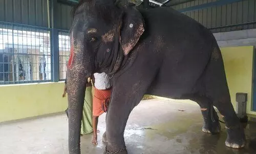 Rift over Joymala reaches court, TN refuses to return Assam elephants
