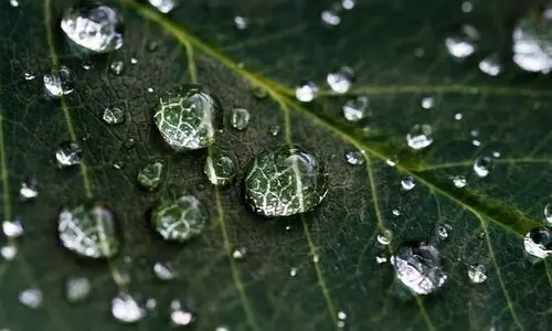 Microplastics make its way to water trapped in plant leaf