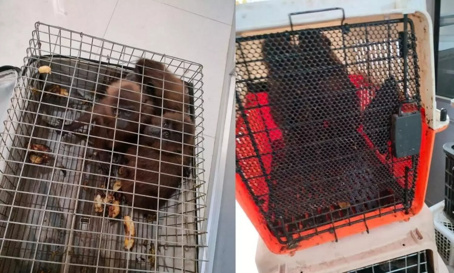 India-Myanmar border: Narco corridor to hotspot for smugglers of exotic species