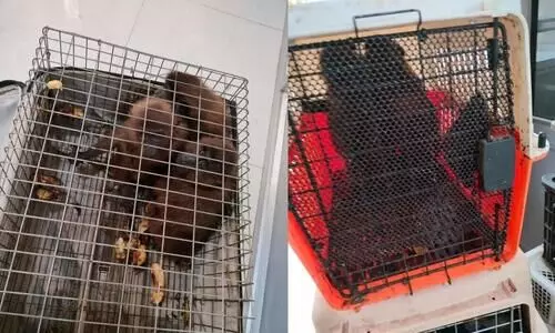 India-Myanmar border: Narco corridor to hotspot for smugglers of exotic species