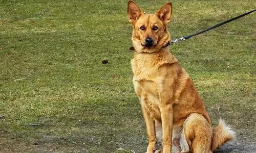 Dog attacks rising due to improper breeding, lack of exercise